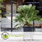 Plant in a Box - Chamaerops 'Vulcano' - Winterharde Dwergpalm - De perfecte tuinplant - Pot 24cm - Hoogte 45-55cm