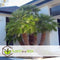 Plant in a Box - Chamaerops 'Vulcano' - Winterharde Dwergpalm - De perfecte tuinplant - Pot 24cm - Hoogte 45-55cm