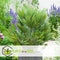 Plant in a Box - Chamaerops 'Vulcano' - Winterharde Dwergpalm - De perfecte tuinplant - Pot 24cm - Hoogte 45-55cm