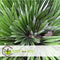 Plant in a Box - Chamaerops 'Vulcano' - Winterharde Dwergpalm - De perfecte tuinplant - Pot 24cm - Hoogte 45-55cm