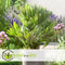 Plant in a Box - Chamaerops 'Vulcano' - Winterharde Dwergpalm - De perfecte tuinplant - Pot 24cm - Hoogte 45-55cm