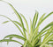 Plant in a Box - Chlorophytum comosum 'Atlantic' - Graslelie - Set van 3 - Groene kamerplant - Pot 12cm - Hoogte 25-40cm