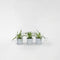 Plant in a Box - Chlorophytum comosum 'Atlantic' - Graslelie - Set van 3 - Groene kamerplant - Pot 12cm - Hoogte 25-40cm
