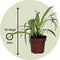 Plant in a Box - Chlorophytum comosum 'Atlantic' - Graslelie - Set van 6 - Groene kamerplant - Pot 12cm - Hoogte 25-40cm