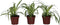 Plant in a Box - Chlorophytum comosum 'Atlantic' - Graslelie - Set van 6 - Groene kamerplant - Pot 12cm - Hoogte 25-40cm