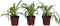 Plant in a Box - Chlorophytum comosum 'Atlantic' - Graslelie - Set van 3 - Groene kamerplant - Pot 12cm - Hoogte 25-40cm