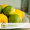Plant in a Box - Citrus aurantifolia Limoen - Citroenboom - Set van 3 - Pot 9cm - Hoogte 25-40cm - Kuipplant