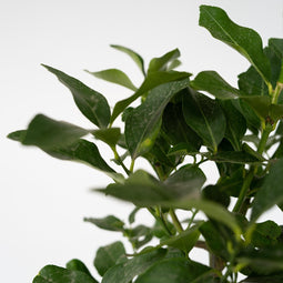Plant in a Box - Citrus aurantium Tarocco - Bloedsinaasappel - Fruitboom - Pot 19cm - Hoogte 90-110cm