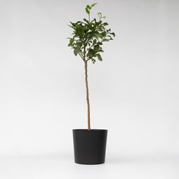 Plant in a Box - Citrus aurantium Tarocco - Set van 2 - Bloedsinaasappel fruitboom - Pot 19cm - Hoogte 90-110cm