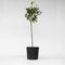 Plant in a Box - Citrus aurantium Tarocco - Set van 2 - Bloedsinaasappel fruitboom - Pot 19cm - Hoogte 90-110cm