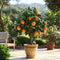 Plant in a Box - Citrus aurantium Tarocco - Set van 2 - Bloedsinaasappel fruitboom - Pot 19cm - Hoogte 90-110cm