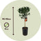 Plant in a Box - Citrus aurantium Tarocco - Set van 2 - Bloedsinaasappel fruitboom - Pot 19cm - Hoogte 90-110cm