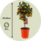 Plant in a Box - Citrus Calamondin - Citrusboom - Heerlijk geurende plant - Pot 19cm - Hoogte 55-65cm