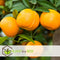 Plant in a Box - Citrus Calamondin - Citrusboom - Heerlijk geurende plant - Pot 19cm - Hoogte 55-65cm