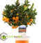 Plant in a Box - Citrus Calamondin - Citrusboom - Heerlijk geurende plant - Pot 19cm - Hoogte 55-65cm