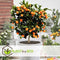 Plant in a Box - Citrus Calamondin - Citrusboom - Heerlijk geurende plant - Pot 19cm - Hoogte 55-65cm