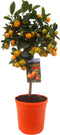Plant in a Box - Citrus Calamondin - Citrusboom - Heerlijk geurende plant - Pot 19cm - Hoogte 55-65cm