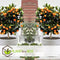 Plant in a Box - Citrus Calamondin - Citrusboom - Heerlijk geurende plant - Pot 19cm - Hoogte 55-65cm