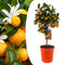 Plant in a Box - Citrus Calamondin - Citrusboom - Heerlijk geurende plant - Pot 19cm - Hoogte 55-65cm