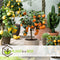 Plant in a Box - Citrus Calamondin - Citrusboom - Heerlijk geurende plant - Pot 19cm - Hoogte 55-65cm