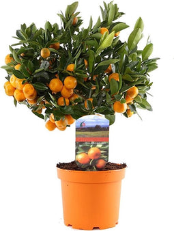 Plant in a Box - Citrus Calamondin - Eetbare sinaasappel/ mandarijn boom - Pot 14cm - Hoogte 35-40cm