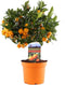 Plant in a Box - Citrus Calamondin - Eetbare sinaasappel/ mandarijn boom - Pot 14cm - Hoogte 35-40cm
