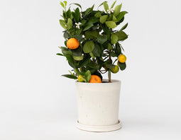 Plant in a Box - Citrus Calamondin op een rekje - Mini mandarijn - Kamerplant - Pot 14cm - Hoogte 25-40cm