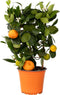 Plant in a Box - Citrus Calamondin op een rekje - Mini mandarijn - Kamerplant - Pot 14cm - Hoogte 25-40cm