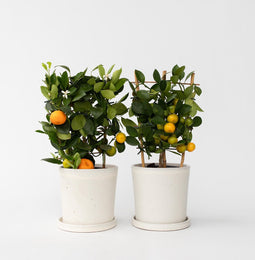 Plant in a Box - Citrus Calamondin op een rekje - Set van 2 - Mini mandarijn - Kamerplant - Pot 14cm - Hoogte 35-40cm