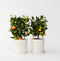 Plant in a Box - Citrus Calamondin op een rekje - Set van 2 - Mini mandarijn - Kamerplant - Pot 14cm - Hoogte 35-40cm