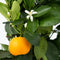 Plant in a Box - Citrus Calamondin op een rekje - Set van 2 - Mini mandarijn - Kamerplant - Pot 14cm - Hoogte 35-40cm