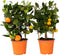 Plant in a Box - Citrus Calamondin op een rekje - Set van 2 - Mini mandarijn - Kamerplant - Pot 14cm - Hoogte 35-40cm