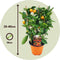 Plant in a Box - Citrus Calamondin op een rekje - Set van 2 - Mini mandarijn - Kamerplant - Pot 14cm - Hoogte 35-40cm
