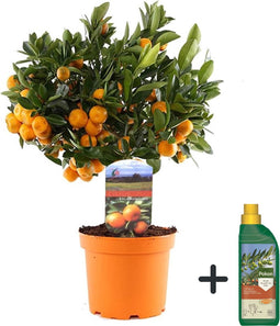 Plant in a Box - Citrus Calamondin - Pokon - Sinaasappel/mandarijn boom - Pot 14cm - Hoogte 55-65cm