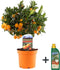 Plant in a Box - Citrus Calamondin - Pokon - Sinaasappel/mandarijn boom - Pot 14cm - Hoogte 55-65cm
