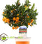 Plant in a Box - Citrus Calamondin - Pokon - Sinaasappel/mandarijn boom - Pot 14cm - Hoogte 55-65cm