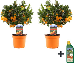 Plant in a Box - Citrus Calamondin - Set van 2- Pokon - Sinaasappel/mandarijn boom - Pot 14cm - Hoogte 55-65cm