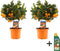 Plant in a Box - Citrus Calamondin - Set van 2- Pokon - Sinaasappel/mandarijn boom - Pot 14cm - Hoogte 55-65cm