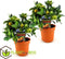 Plant in a Box - Citrus Calamondin - Set van 2- Pokon - Sinaasappel/mandarijn boom - Pot 14cm - Hoogte 55-65cm
