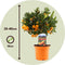 Plant in a Box - Citrus Calamondin - Set van 2- Pokon - Sinaasappel/mandarijn boom - Pot 14cm - Hoogte 55-65cm