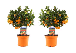 Plant in a Box - Citrus Calamondin - Set van 2 - Sinaasappelboom / Mandarijnboom Eetbaar - Pot 14cm - Hoogte 35-40cm