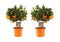 Plant in a Box - Citrus Calamondin - Set van 2 - Sinaasappelboom / Mandarijnboom Eetbaar - Pot 14cm - Hoogte 35-40cm