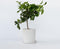 Plant in a Box - Citrus Limon - Citroenboom - Kamerplant - Mediterrane fruitboom - Pot 19cm - Hoogte 60-70cm