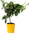 Plant in a Box - Citrus Limon - Citroenboom - Kamerplant - Mediterrane fruitboom - Pot 19cm - Hoogte 60-70cm