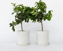 Plant in a Box - Citrus Limon - Set van 2 Citroenbomen - Kamerplant - Mediterrane fruitboom - Pot 19cm - Hoogte 60-70cm
