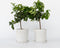 Plant in a Box - Citrus Limon - Set van 2 Citroenbomen - Kamerplant - Mediterrane fruitboom - Pot 19cm - Hoogte 60-70cm