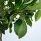Plant in a Box - Citrus Limon - Set van 2 Citroenbomen - Kamerplant - Mediterrane fruitboom - Pot 19cm - Hoogte 60-70cm