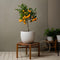 Plant in a Box - Citrus Limon - Set van 2 Citroenbomen - Kamerplant - Mediterrane fruitboom - Pot 19cm - Hoogte 60-70cm