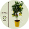 Plant in a Box - Citrus Limon - Set van 2 Citroenbomen - Kamerplant - Mediterrane fruitboom - Pot 19cm - Hoogte 60-70cm
