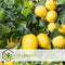 Plant in a Box - Citrus Limon XL stam - Citroenboom - Prachtige sierplant met geurige bloemen - Pot 19cm - Hoogte 100-120cm